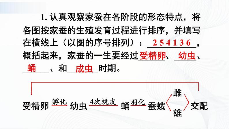 第二节 昆虫的生殖和发育 课件第8页