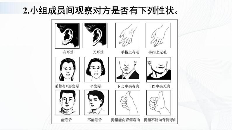 7.2.1《基因控制生物的性状》课件+教案08