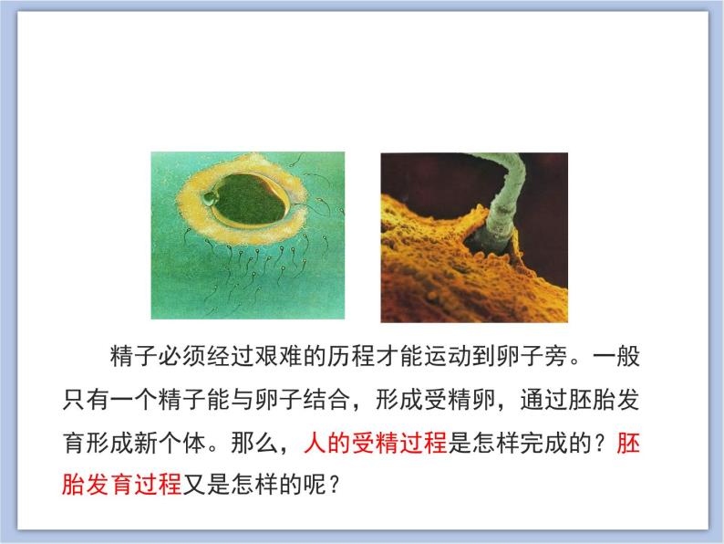 《精卵结合孕育新的生命》第二课时课件PPT03