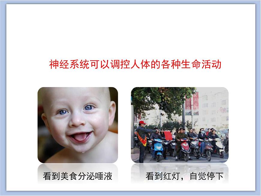 《人體的神經(jīng)調(diào)節(jié)》第一課時(shí)講授課件第4頁(yè)