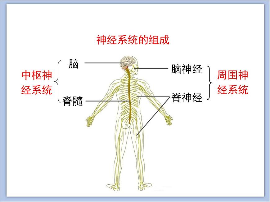 《人體的神經(jīng)調(diào)節(jié)》第一課時(shí)講授課件第5頁(yè)