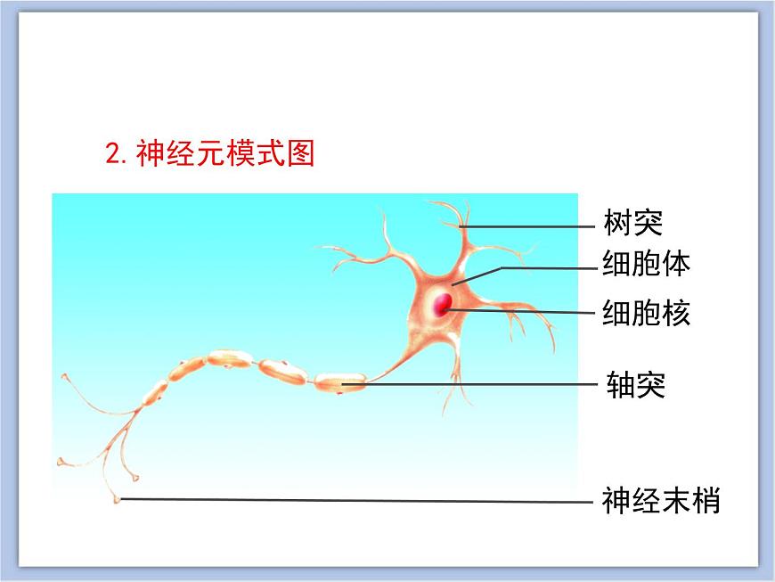 《人體的神經(jīng)調(diào)節(jié)》第一課時(shí)講授課件第7頁(yè)