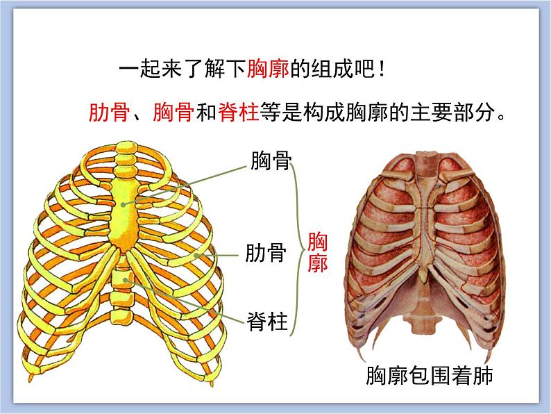 《人体和外界环境的气体交换》第二课时 课件PPT06