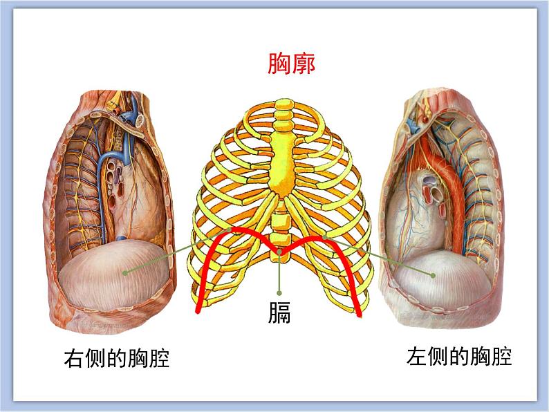 《人体和外界环境的气体交换》第二课时 课件PPT07