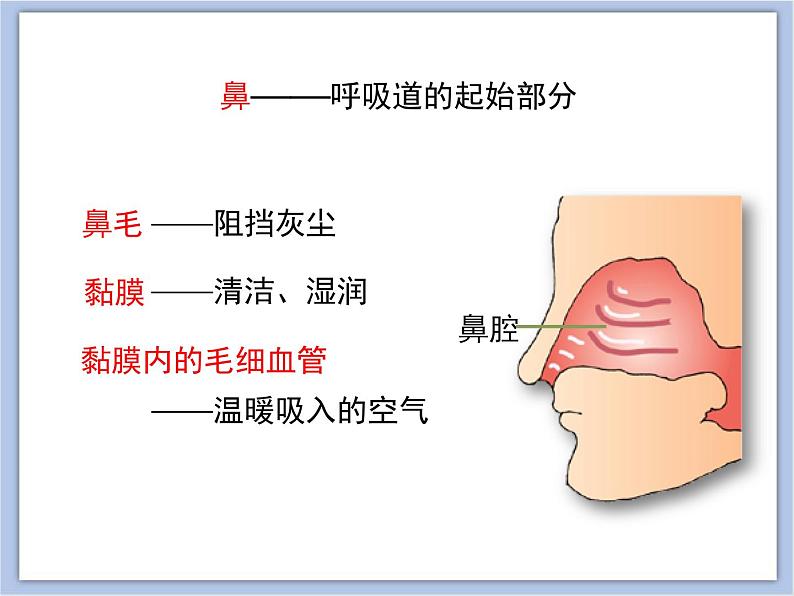 《人体和外界环境的气体交换》第一课时 课件PPT07