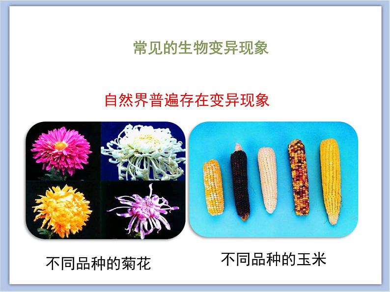 《生物的变异》优教课件第5页