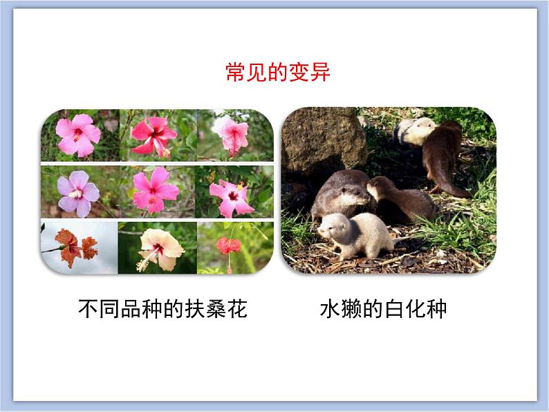 《生物的变异》优教课件第6页