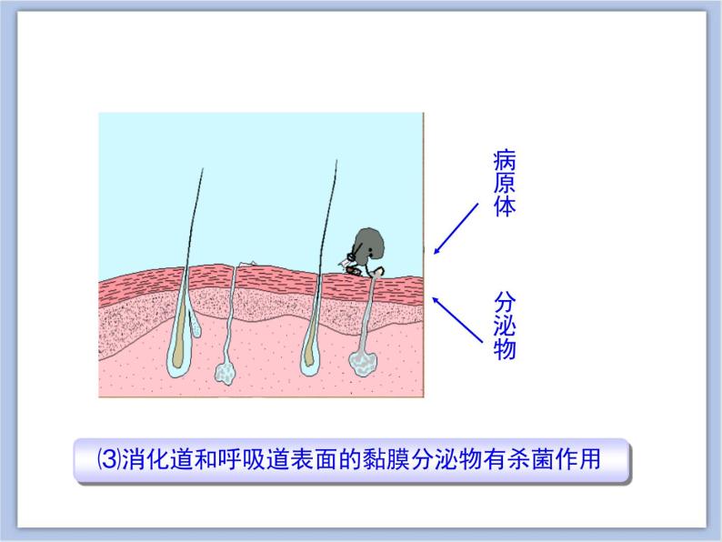 第三节 免疫 课件PPT07