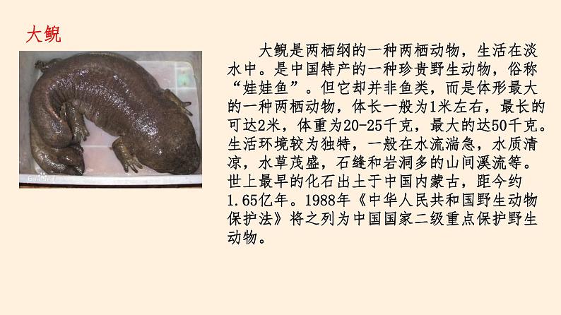 我国的动物资源及保护PPT课件免费下载08