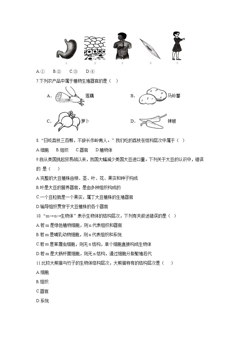 _2.4.2 生物体的器官、系统 同步练习 初中生物北师大版 七年级上册（2021年）02