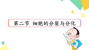 细胞的分裂与分化PPT课件免费下载