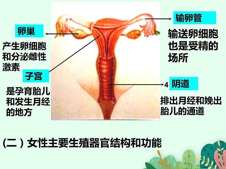 2021-2022学年初中生物 济南版 八年级上册 4.3.1 婴儿的诞生课件PPT第6页