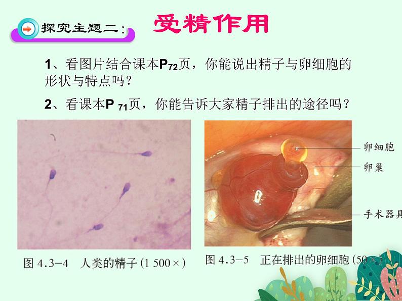 2021-2022学年初中生物 济南版 八年级上册 4.3.1 婴儿的诞生课件PPT第7页