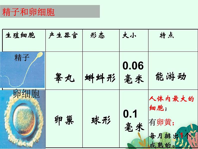 2021-2022学年初中生物 济南版 八年级上册 4.3.1 婴儿的诞生课件PPT第8页