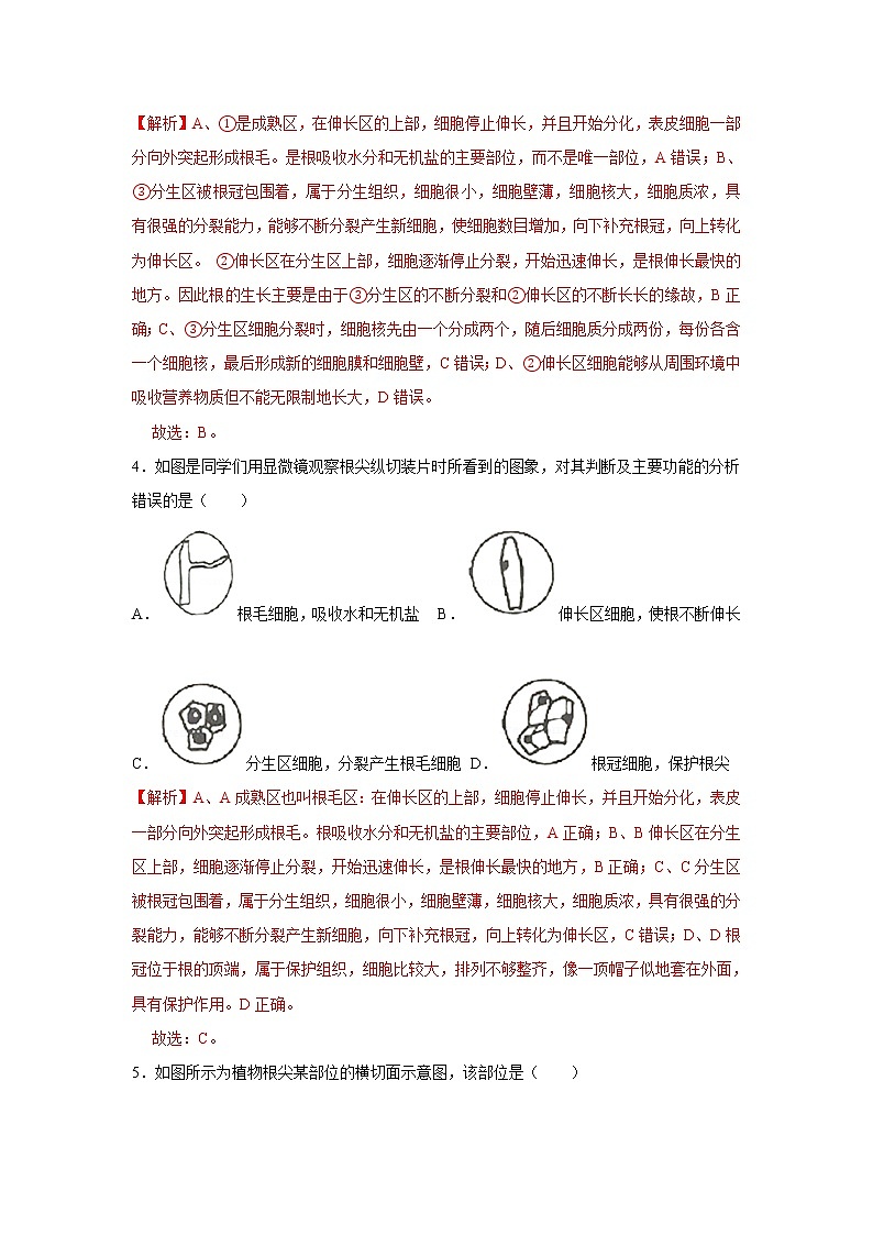 2021-2022学年初中生物济南版 八年级上册 4.1.5 根的结构与功能 同步练习第2页