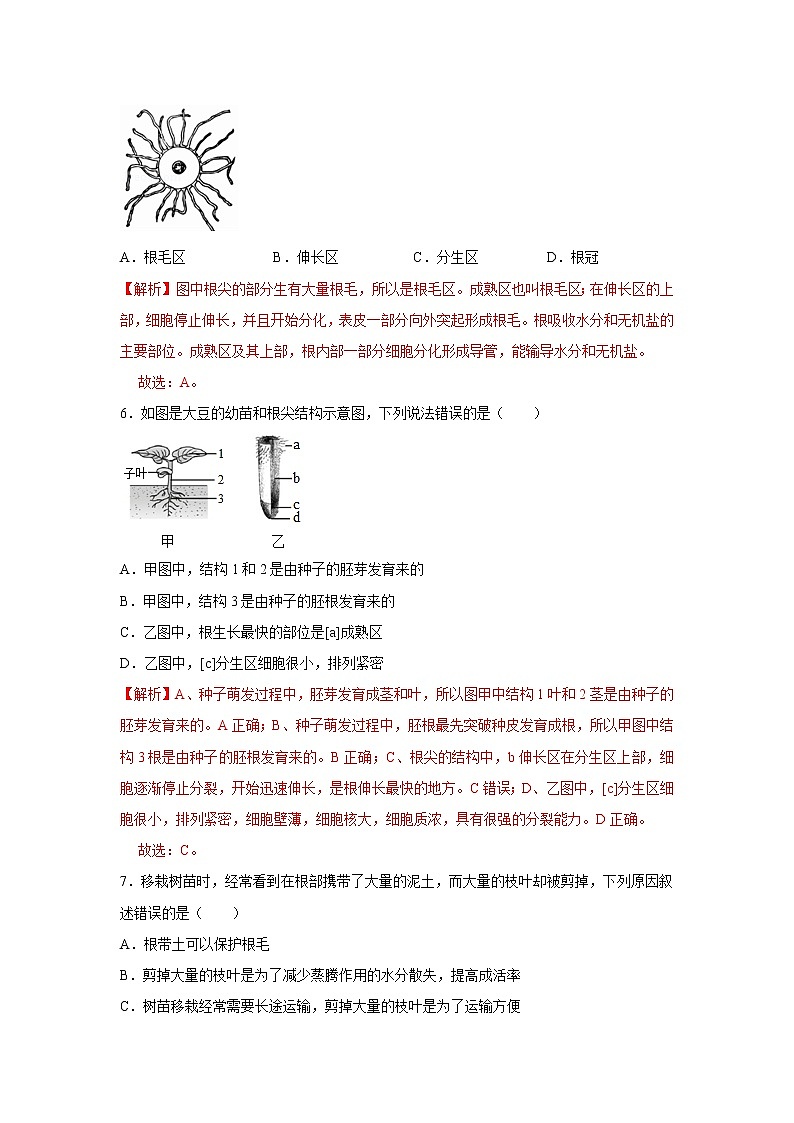 2021-2022学年初中生物济南版 八年级上册 4.1.5 根的结构与功能 同步练习第3页