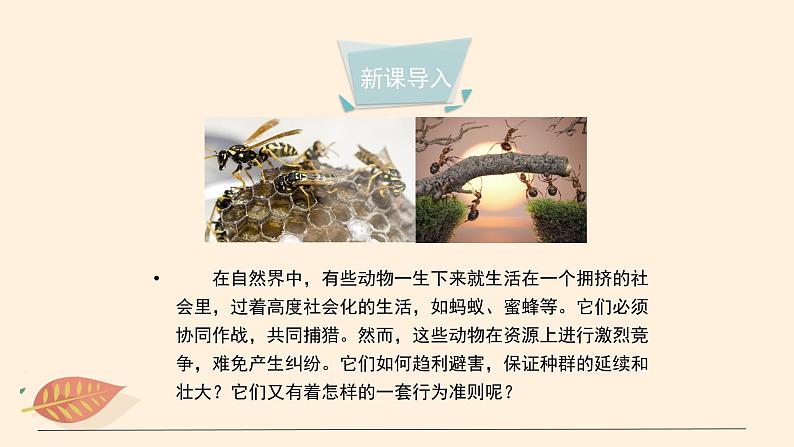 7.2.3 社会行为 课件 初中生物鲁科版(五四制) 八年级上册(2021年)03