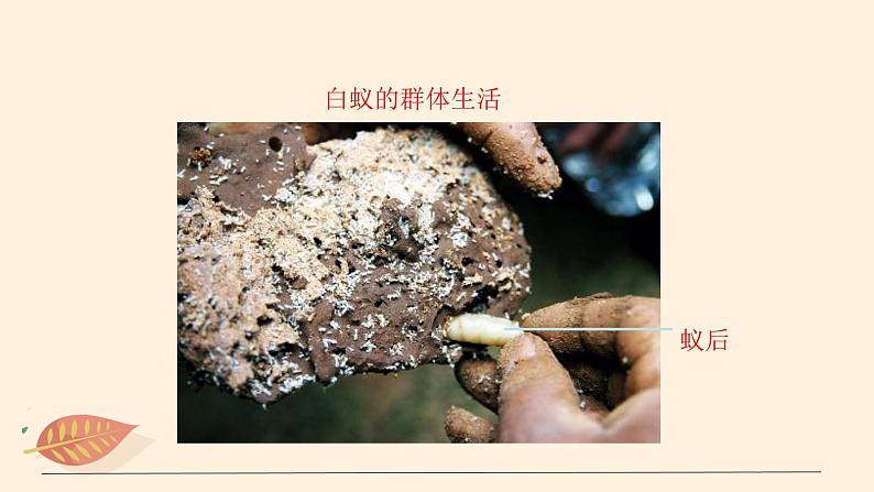 7.2.3 社会行为 课件 初中生物鲁科版(五四制) 八年级上册(2021年)06