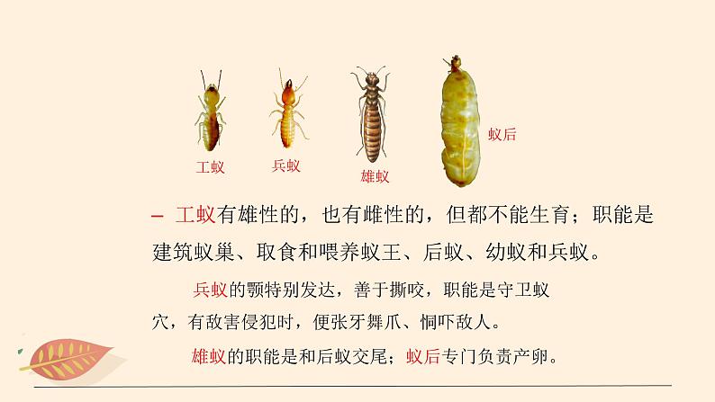 7.2.3 社会行为 课件 初中生物鲁科版(五四制) 八年级上册(2021年)07