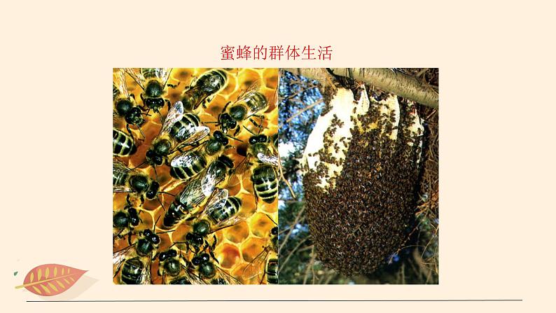 7.2.3 社会行为 课件 初中生物鲁科版(五四制) 八年级上册(2021年)08