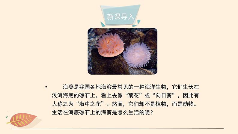 7.1.1 腔肠动物和扁形动物(课时1)课件 初中生物鲁科版(五四制) 八年级上册(2021年)03