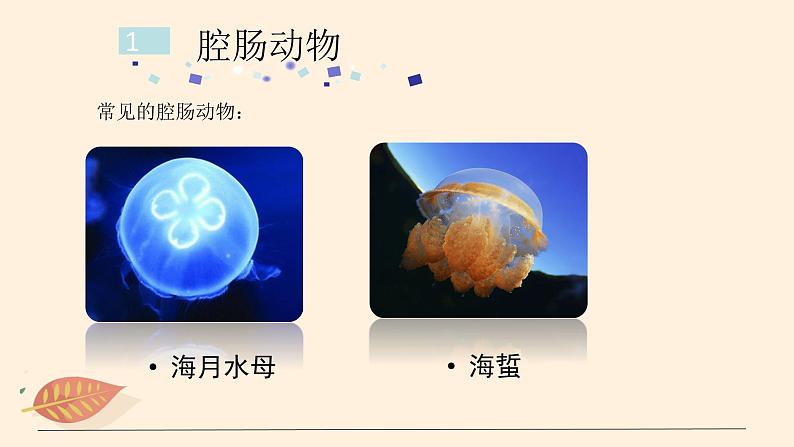 7.1.1 腔肠动物和扁形动物(课时1)课件 初中生物鲁科版(五四制) 八年级上册(2021年)05
