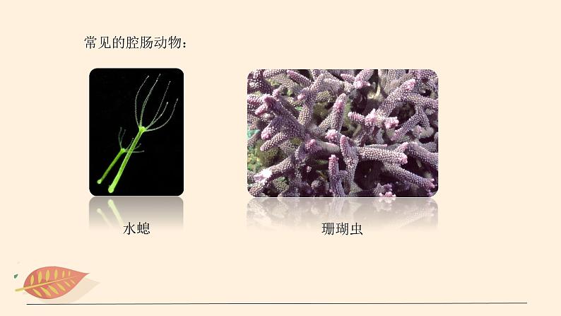 7.1.1 腔肠动物和扁形动物(课时1)课件 初中生物鲁科版(五四制) 八年级上册(2021年)06