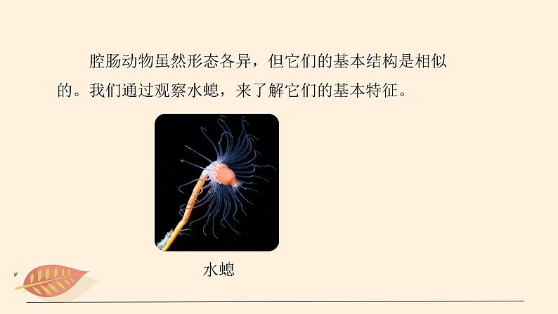 7.1.1 腔肠动物和扁形动物(课时1)课件 初中生物鲁科版(五四制) 八年级上册(2021年)07