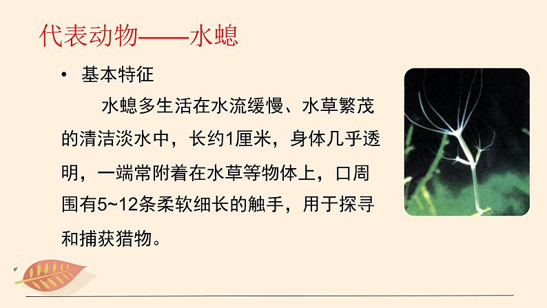 7.1.1 腔肠动物和扁形动物(课时1)课件 初中生物鲁科版(五四制) 八年级上册(2021年)08