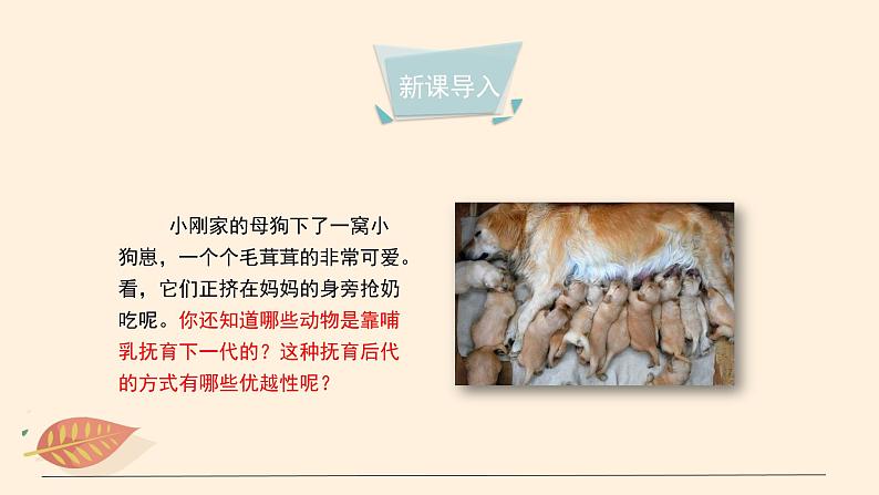 7.1.7 哺乳类 课件 初中生物鲁科版(五四制) 八年级上册(2021年)第3页