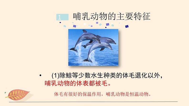 7.1.7 哺乳类 课件 初中生物鲁科版(五四制) 八年级上册(2021年)第5页