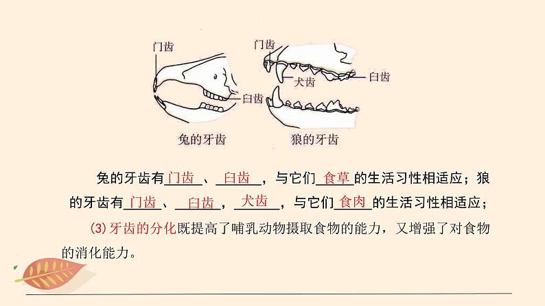 7.1.7 哺乳类 课件 初中生物鲁科版(五四制) 八年级上册(2021年)第7页