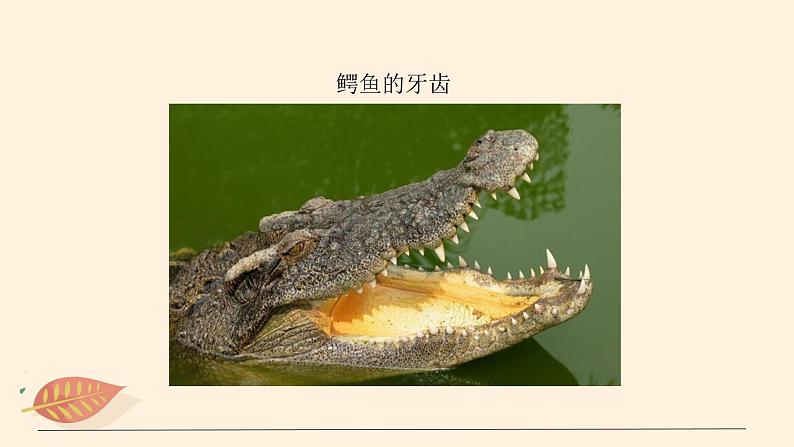 7.1.7 哺乳类 课件 初中生物鲁科版(五四制) 八年级上册(2021年)第8页