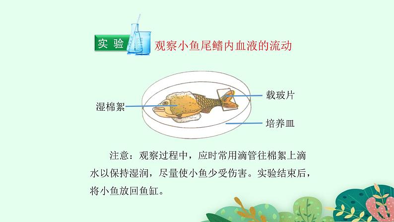 2021-2022学年初中生物鲁科版(五四制) 七年级上册 4.4.2 物质运输的管道 课件第6页
