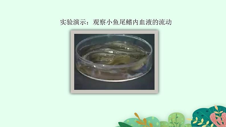 2021-2022学年初中生物鲁科版(五四制) 七年级上册 4.4.2 物质运输的管道 课件第7页