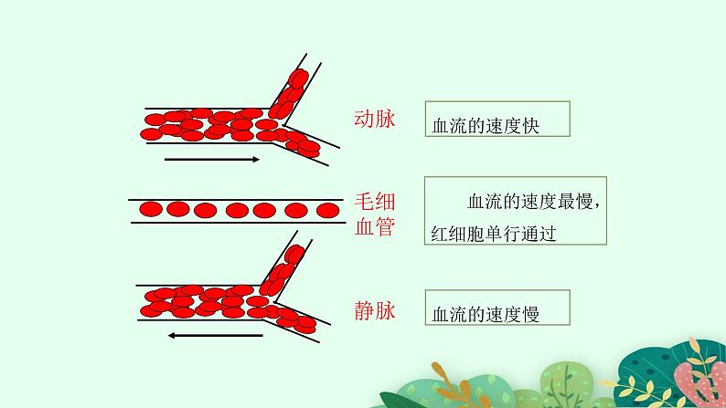 2021-2022学年初中生物鲁科版(五四制) 七年级上册 4.4.2 物质运输的管道 课件第8页