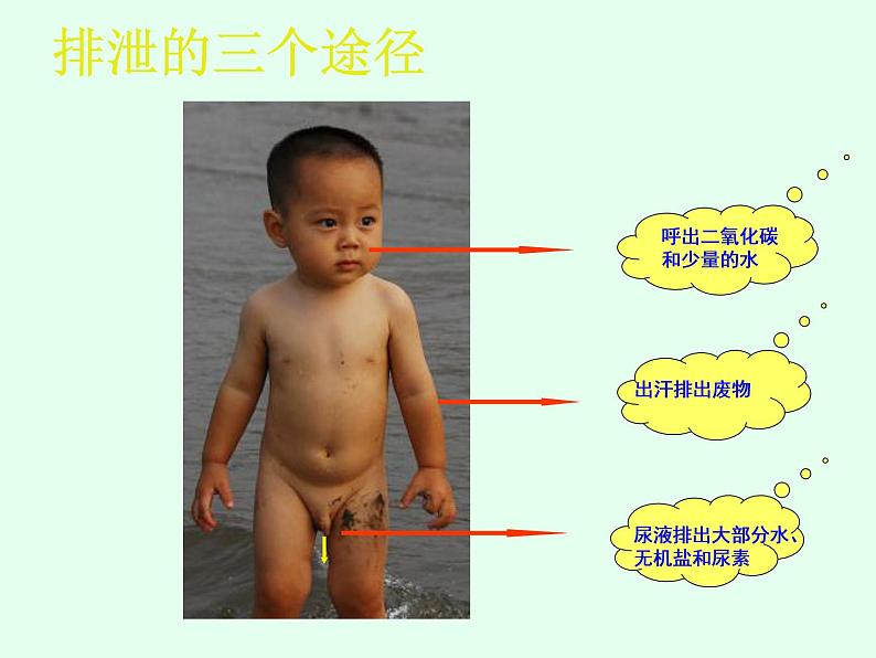 2021-2022学年初中生物鲁科版(五四制) 七年级上册 4.5.2 汗液的形成和排出 课件02
