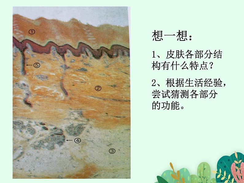 2021-2022学年初中生物鲁科版(五四制) 七年级上册 4.5.2 汗液的形成和排出 课件04
