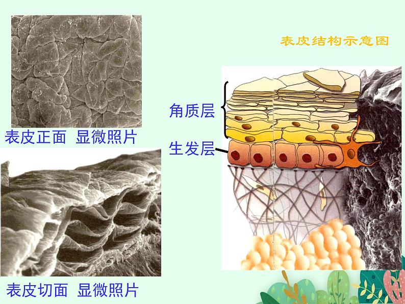 2021-2022学年初中生物鲁科版(五四制) 七年级上册 4.5.2 汗液的形成和排出 课件06