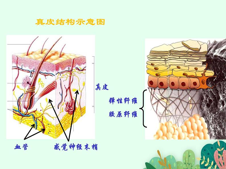 2021-2022学年初中生物鲁科版(五四制) 七年级上册 4.5.2 汗液的形成和排出 课件08