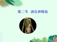 2021-2022学年初中生物鲁科版（五四制） 七年级上册 4.2.2 消化和吸收  课件