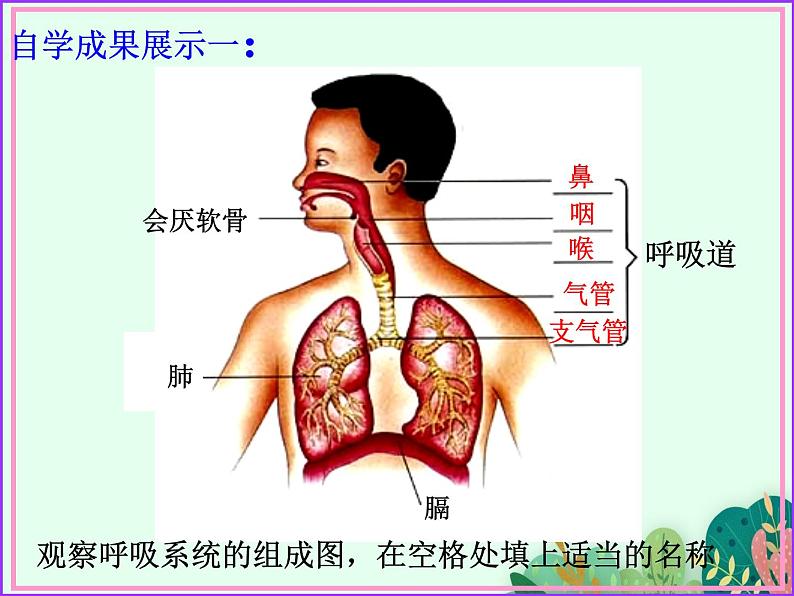 2021-2022学年初中生物鲁科版(五四制) 七年级上册 4.3.1 呼吸道对空气的处理 课件04
