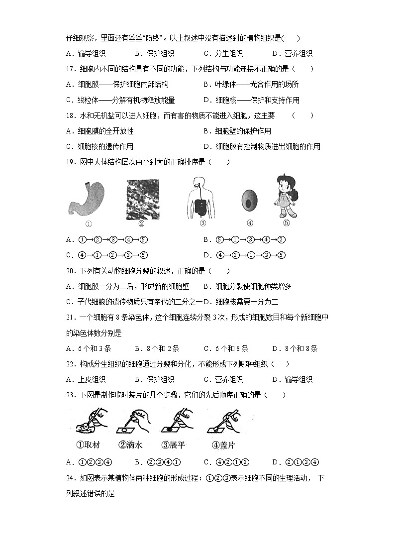 广东省湛江雷州市2021-2022学年七年级上学期期中生物试题(word版 含答案)第3页