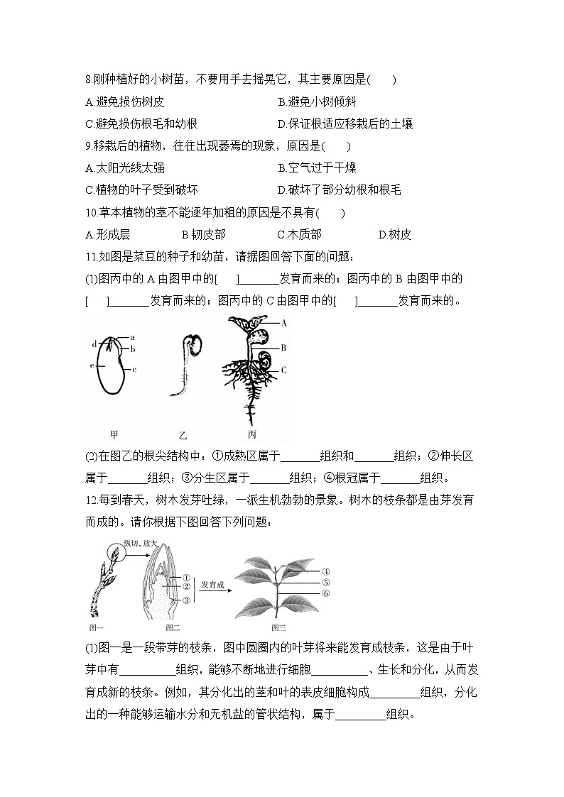3.2.2 植株的生长 课件PPT+教案+练习02