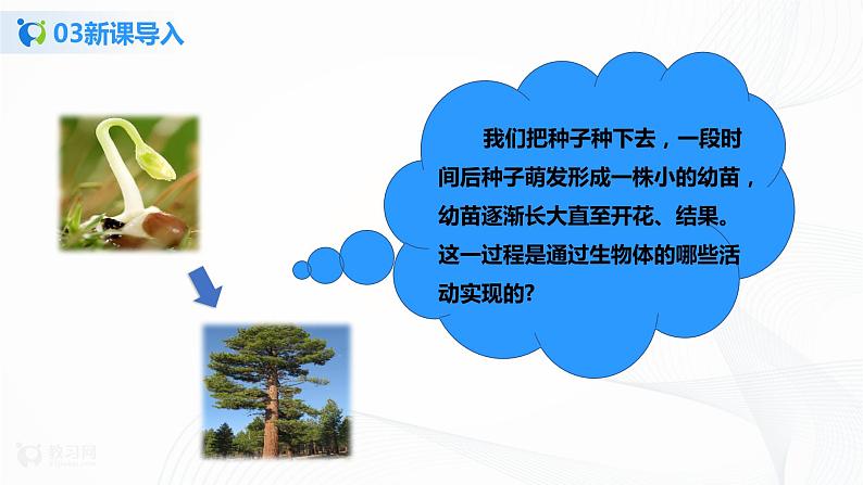 3.2.2 植株的生长 课件PPT+教案+练习05