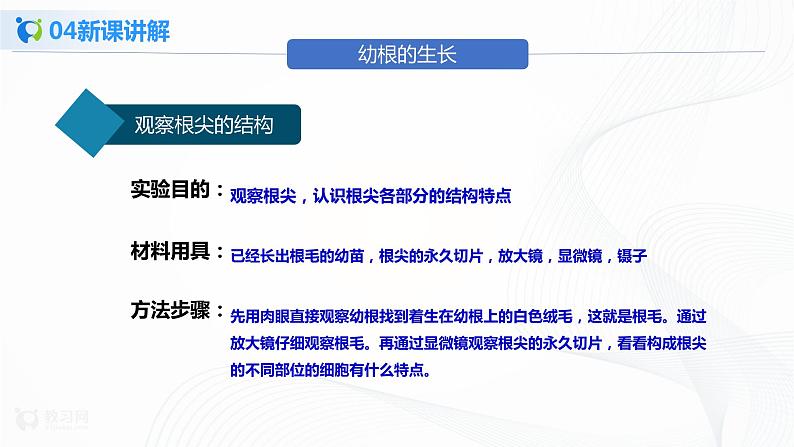 3.2.2 植株的生长 课件PPT+教案+练习08