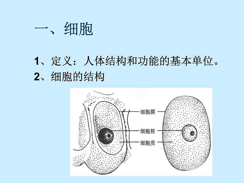 上海版八年级上册生物 1.1.1 人体内的细胞是如何组织起来的 课件 (共25张PPT)第3页