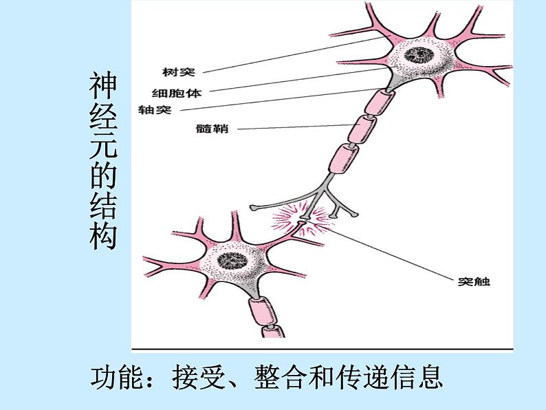 上海版八年级上册生物 1.1.1 人体内的细胞是如何组织起来的 课件 (共25张PPT)第6页