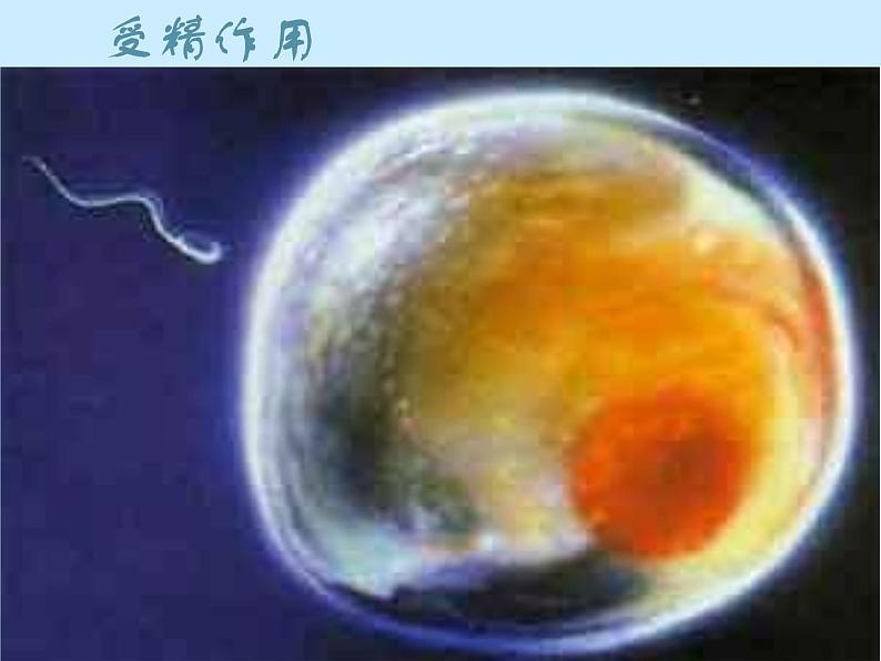 上海版八年级上册生物 1.1.1 人体内的细胞是如何组织起来的 课件 (共25张PPT)第8页