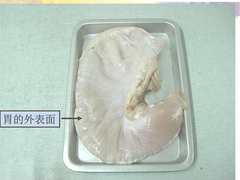 上海版八年级上册生物 1.1.2 器官是由什么构成的(1)器官的概念 课件 (共16张PPT)05